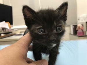 先日の保護猫ちゃんの里親募集の状況  池沢動物病院